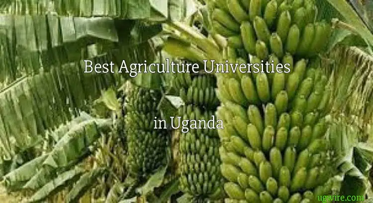 Best Agricultural Universities in Uganda 2022 Top 10 Colleges