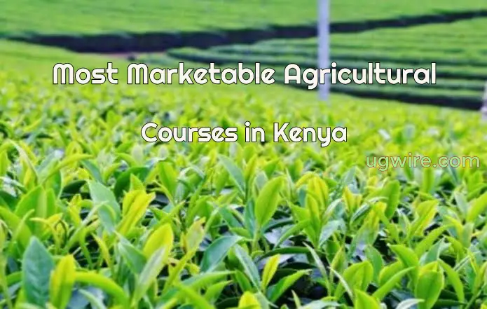 Most Marketable Agricultural Courses In Kenya UGWIRE